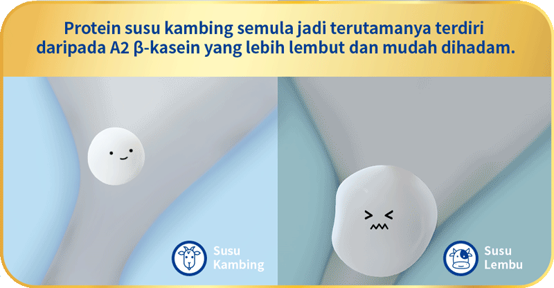 Natural goat milk protein mainly consists of A2 β-casein which is gentler and easier to digest.